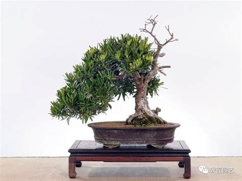 羅漢松種植風水|寓意長壽吉祥的羅漢松：羅漢松風水、照顧、生長速。